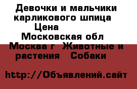 Девочки и мальчики карликового шпица › Цена ­ 30 000 - Московская обл., Москва г. Животные и растения » Собаки   